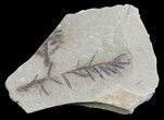 Metasequoia (Dawn Redwood) Fossil - Montana #62334-1